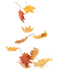 Wall Mural - Autumn leaves flying isolated on white background. Colorful leaves falling, autumn concept.