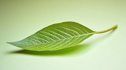 Poster - Single Green Leaf Isolated On Pale Green Background