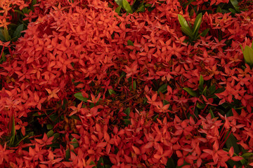 Wall Mural - A field of red flowers with green leaves. The flowers are scattered throughout the field, background