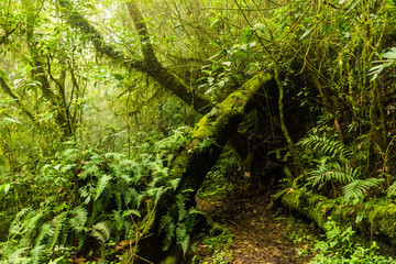 Wall Mural - a forest full of moss