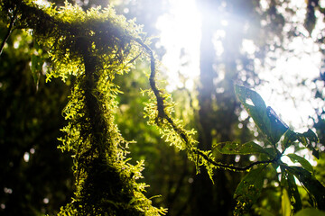 Wall Mural - a forest full of moss