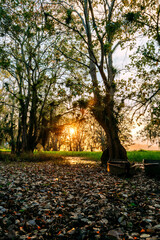 Wall Mural - a sunset view next to a lake full of trees