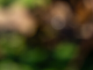 Wall Mural - Brown and green blurred view. Autumn colours in blurry background