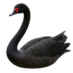 Wall Mural - Elegant black swan gracefully swims in calm water