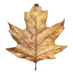 Wall Mural - leaf displaying rich autumn colors and texture