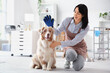 © Pixel-Shot - Female groomer with brushing glove and Australian Shepherd dog in salon