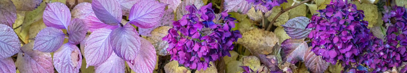 Wall Mural - Faded glory, hydrangea plant with fall color in pale yellow leaves and dark purple flowers, as a nature background
