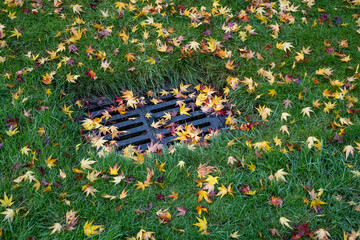 Wall Mural - Storm drain in the middle of an overgrown grass lawn covered with small bright yellow maple leaves, as a fall nature background
