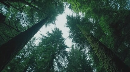 Poster - A wide-angle shot of a forest, looking up at tall trees with lush green canopies, representing the tranquility of nature.