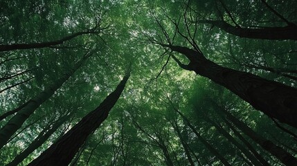 Poster - A wide-angle shot of a forest, looking up at tall trees with lush green canopies, representing the tranquility of nature.