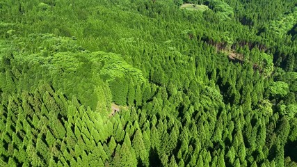 Poster - 森林、空撮、風景、景色、自然、環境、ドローン、SDGs、サステナビリティ、山林、樹木、グリーン、農村、林業、農業、裾野、杉林、原生林、樹海、俯瞰、ハイアングル、展望、パノラマ、鳥瞰図、上から見た、見下ろす、景観、迫力、新緑、大地、エコロジー、エコシステム、地球環境、環境保護、気候変動、サステナブル、持続可能な開発目標、グリーンカーボン、レジリエンス、木々、植林、植物、飛行、材木、地球、旅行、観光、