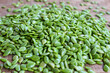 © Ramadhan - Lamtoro, kemlandingan, petai selong or chinese petai (Leucaena leucocephala). Food ingredients