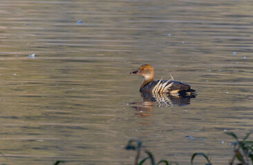 Wall Mural - sunrise clip of a plumed whistling-duck swimming at hasties swamp