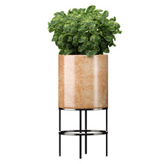 Wall Mural - Ceramic Glazed Indoor Outdoor Planter Pot with plant