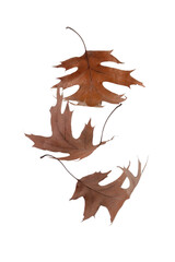 Wall Mural - Three brown dry oak fallen leaves isolated transparent png.