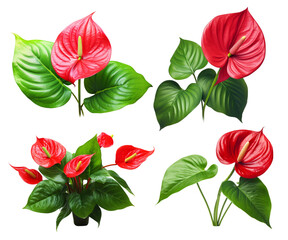Wall Mural - four arrangements of red anthurium flowers are displayed individually against a white background. ea