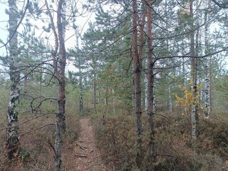 Rekyva forest during cloudy autumn day. Pine and birch tree woodland. Blueberry bushes are growing in woods. Cloudy day with white and gray clouds in sky. Fall season. Nature. Rekyvos miskas.