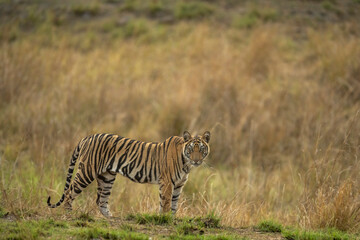 wild indian female bengal tiger or panthera tigris fine art closeup or portrait with eye contact in morning safari at bandhavgarh national park forest reserve madhya pradesh india asia