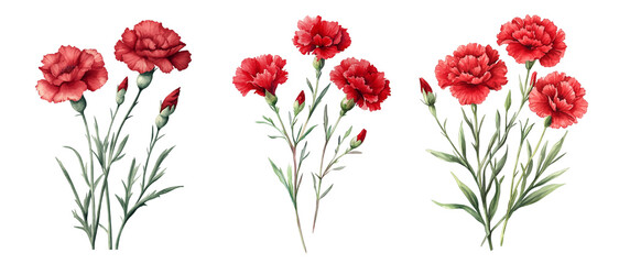 Wall Mural - Watercolor carnation set isolated on white background.