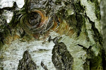 Wall Mural - Close-up of tree bark showcasing its texture and natural patterns.