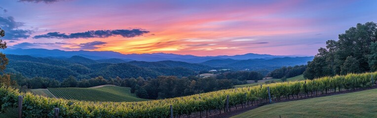 Poster - A stunning sunset over the vineyards in North, showcasing rows of grapevines against a backdrop of rolling hills