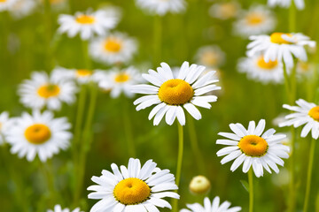 A field of white and yellow daisies. Green daisies in a field with flowers. Field daisies flowers green white. A field of green and white lifestyle daisies.