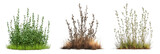 lush green grass bushes dry grass plants realistic vegetation transparent background