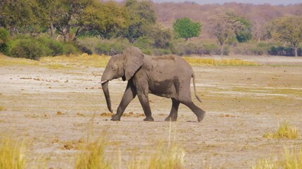 Wall Mural - African Elephant (Loxodonta africana) walking on the floodplain of the Okavanga river, Namibia