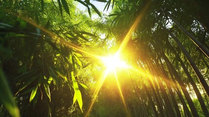 Poster - Serene Bamboo Forest with Golden Light