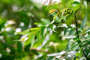 Medicinal ayurvedic azadirachta indica or Neem leaves. powerful medicinal tree