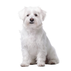 Wall Mural - cute dog isolated on white