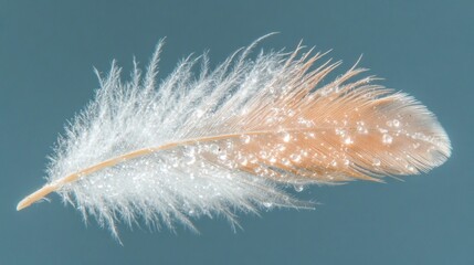 Poster - A close-up of a delicate feather with water droplets on a soft background.