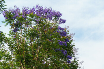 Sticker - Branches of Jacaranda with purple flowers surrounded by green carved leaves in public landscaped city park 