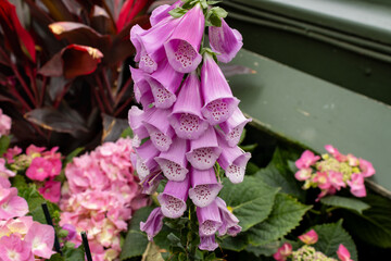 Wall Mural - Lavender Foxglove