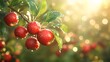 © horizon - Fresh red apples on tree branch with green leaves, captured in morning light with natural bokeh effect, showing vibrant orchard scene with dew drops and harvest season atmosphere.