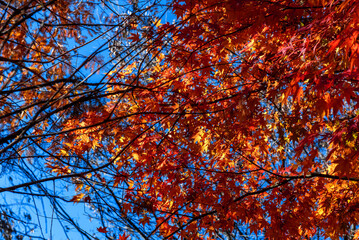 Wall Mural - Beautiful and colorful Autumn landscape yellow,orange and red.