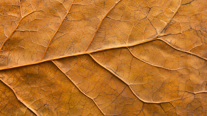 Aufkleber - Close up of dried leaf showing intricate vein patterns and rich autumnal hues, highlighting nature detailed textures