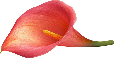 Wall Mural - Vibrant pink calla lily close-up