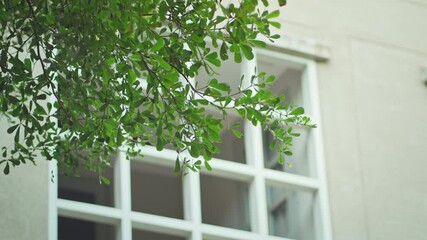 Wall Mural - Close up - green tree near european house, leaves at summer day. Nature at springtime