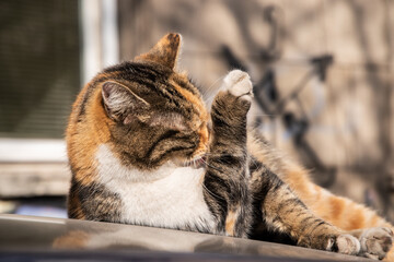 Wall Mural - Beautiful street tricolor cat on car roof closeup on sunny day