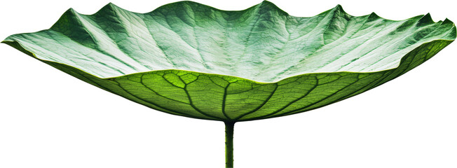 Sticker - Close-up of a vibrant green lotus leaf.