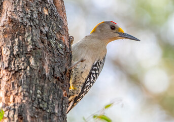 Wall Mural - Golden-fronted Woodpecker