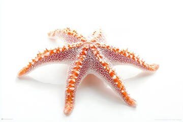 Poster - A close-up view of a starfish on a white surface, ideal for use in educational or scientific contexts