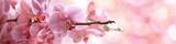 Orchid Background. Pink Phalaenopsis Blooms on Beautiful Floral Banner