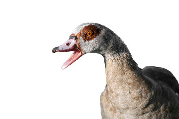 Wall Mural - Portrait of a cackling adult Nile or Egyptian goose (Alopochen aegyptiaca) on a white background