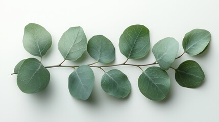 Wall Mural - A branch with green eucalyptus leaves arranged on a light background.