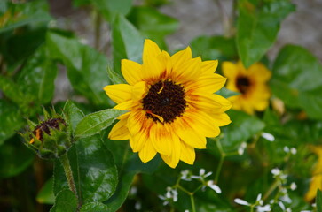 Wall Mural - sunflower, helianthus annuus, called common sunflower, species of plant from the sunflower genus, he