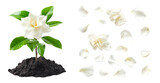 Set of gardenia flower growing in soil and petals floating