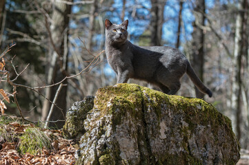 Wall Mural - A French Charteux cat on a forest adventure