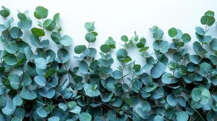 Wall Mural - A close-up of green eucalyptus leaves arranged horizontally on a light background.